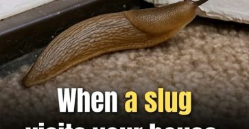 633560458 122208370058567604 3231634205255339458 n