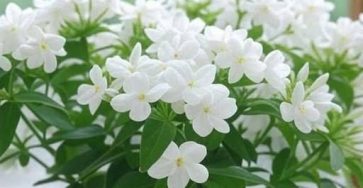 650364841 1714173436632081 4327918961416740263 n