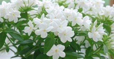 650364841 1714173436632081 4327918961416740263 n