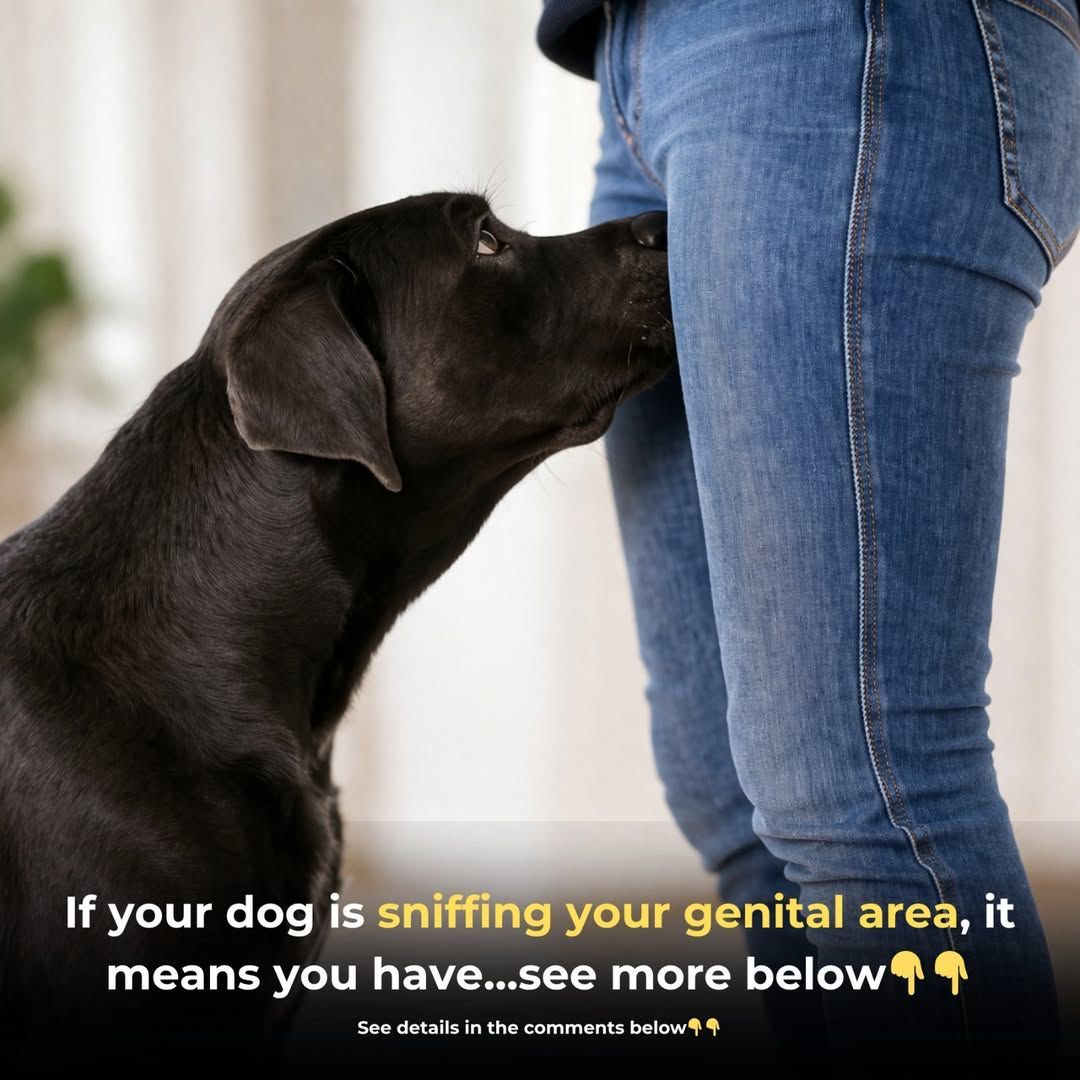 670490540 1479902523579252 2785557301234389051 n